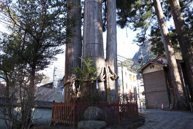 奥氷川神社 氷川三本杉